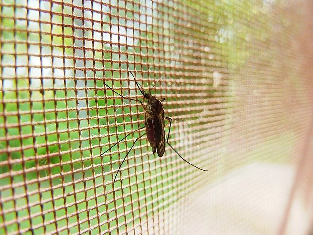 arrêter les démangeaisons de piqûre de moustique
