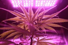 cannabis