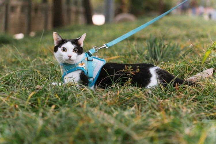 harnais pour chat