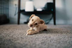 Tapis éducateur pour chiens 1